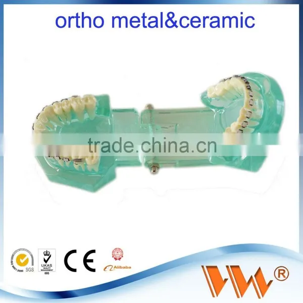Dental Teeth Models and Implants Communication Model for Dentist Oem