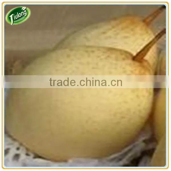 Chinese Fresh Yellow Ya Pear photo-6