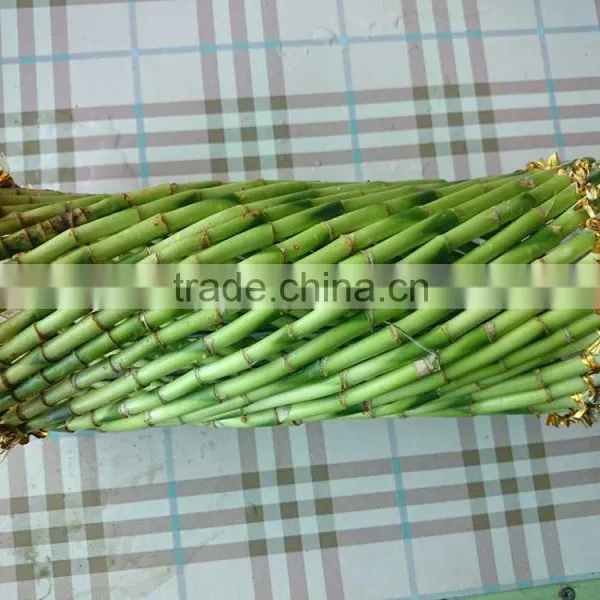 Fengshui Wheel Lucky Bamboo Air Bonsai Tree Dracaena Sanderiana Indoor Ornamental Aquatic Water Plants Nursery Garden Decoration photo-5