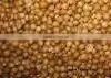 Organic Coriander