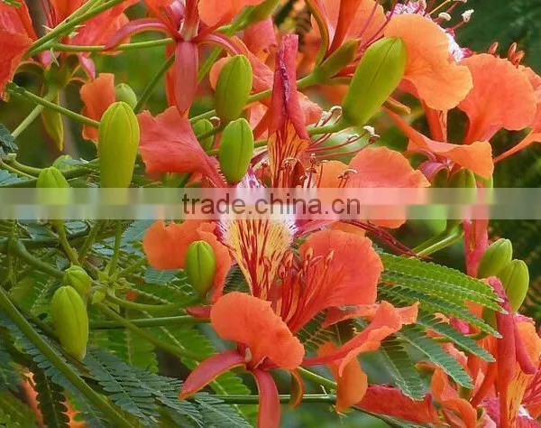 Delonix Regia Grow Bag Trees photo-3
