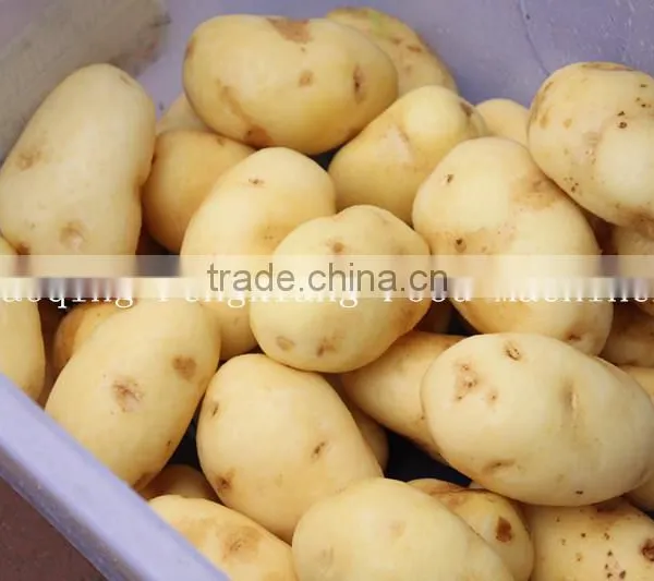 MSTP-80 High Efficiency Stainless Steel Potato Washing and Peeling Machine,shallot and Taro Peeling Machine photo-6