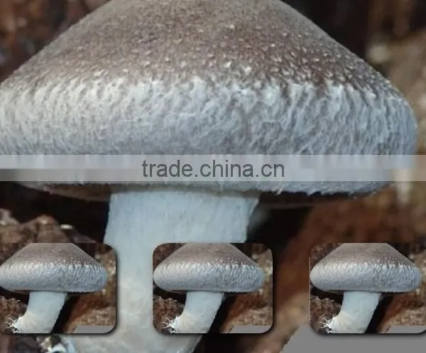 Mushroom Spawn,Shiitake Log,Lentinula Edodes Mushroom photo-2