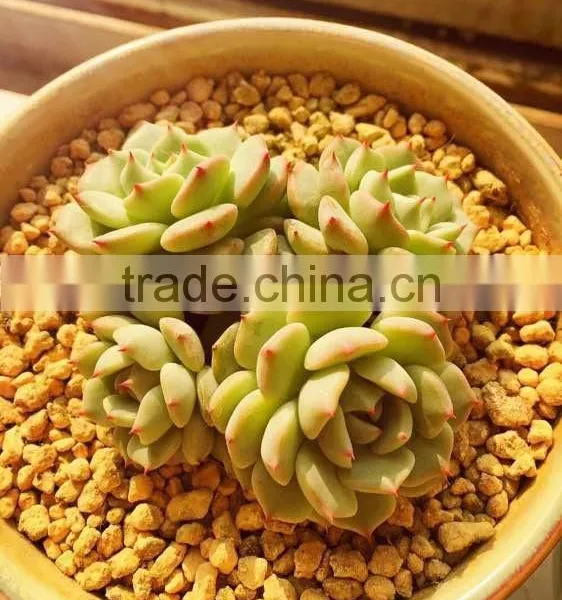 Tropical Orchids Soil/Succulent Growing Media/Cactus Growing Medium photo-4