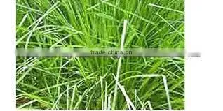 MANUFACTURER OF VETIVER HAITI OIL photo-5