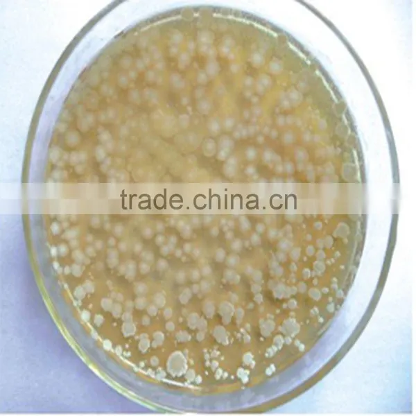 Probiotic Animal Feed Additives Bacillus Licheniformis Animal Feed Additive
