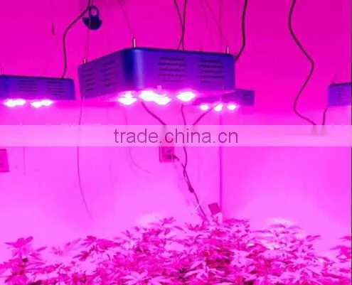 Led Special Grow Light 300w Led Light Growing for a Grow House photo-6