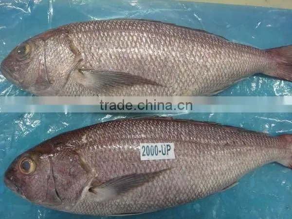 FROZEN WHITE SNAPPER WHOLE