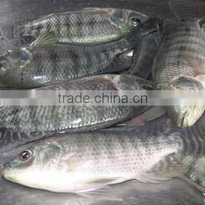Frozen Tilapia Fillet From Zhejiang of China photo-4