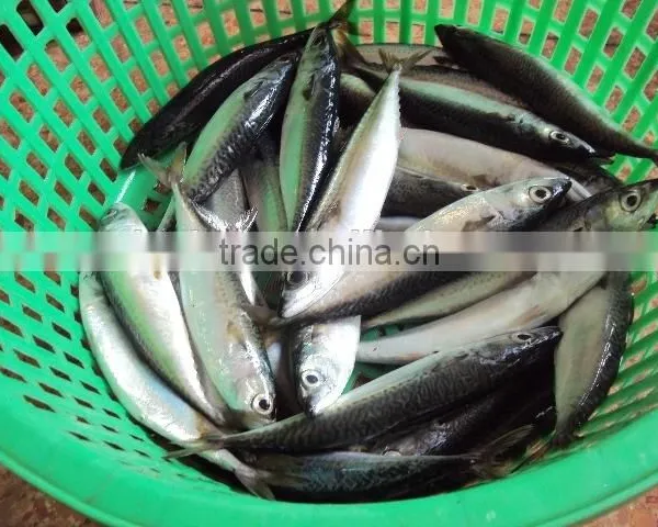 Frozen Pacific Mackerel Fish Good Quality photo-2