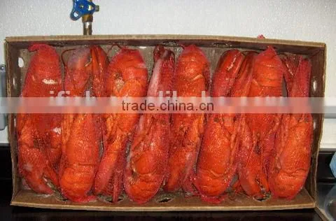 Lobster Homard photo-2