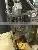 Professional Shisha Tobacco Packaging Machine Packet More Beautiful photo-3
