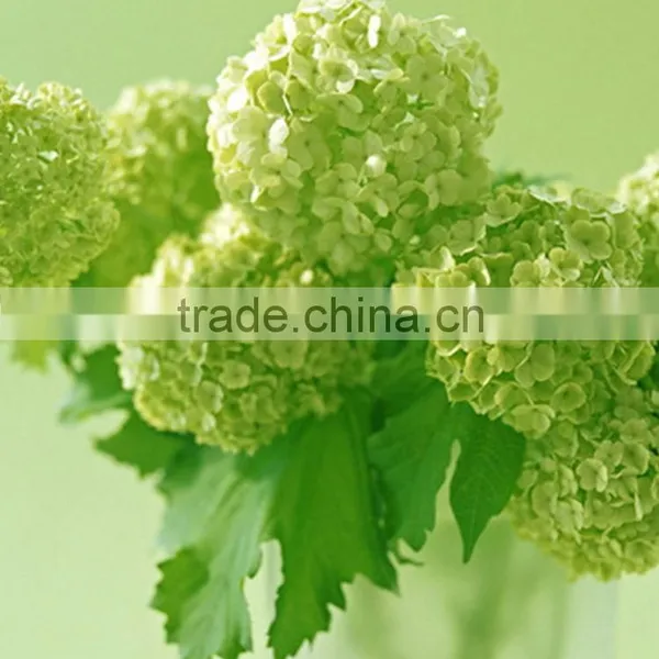 Newest Best-Selling Popular Lime Green Hydrangea Flower photo-5
