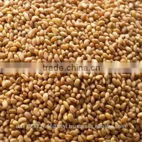 ALFALFA SEEDS