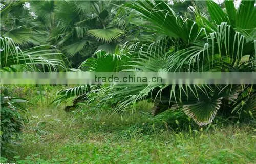 Coconut Fiber Machine Making Site Fiber Opening Machine photo-4