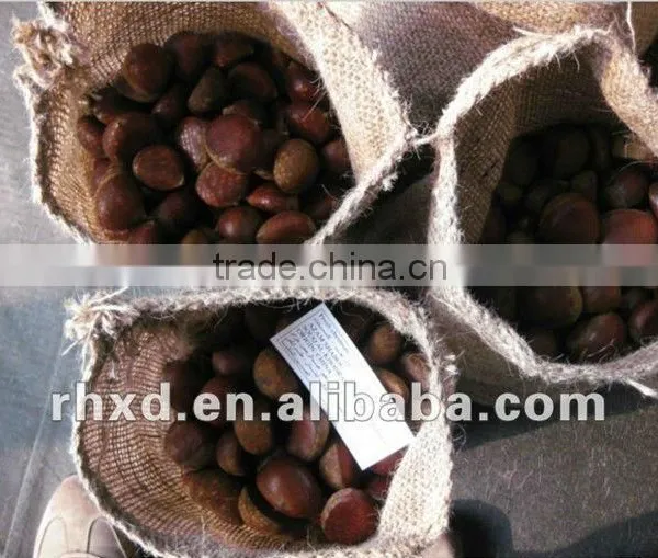 The Most Delicious Fresh Chinese Chestnut photo-4