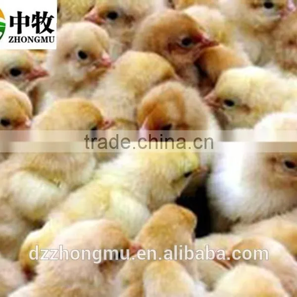 Full Automatic Poultry Egg Incubator Hatcher Machine/176 Chicken Small Egg Incubator Hatching photo-4