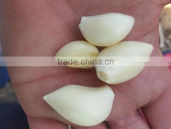 Supplier Garlic White Garlic photo-4