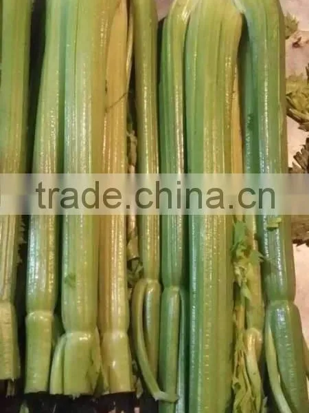 Fresh Celery for Sale Good Quality photo-3