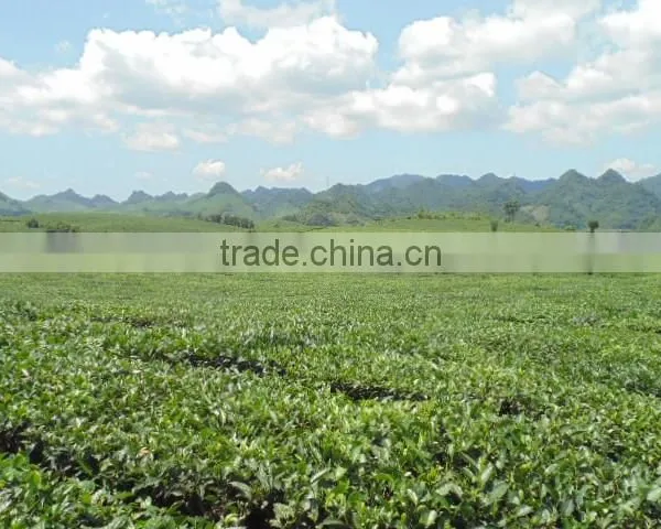 Green Tea in Moc Chau photo-4