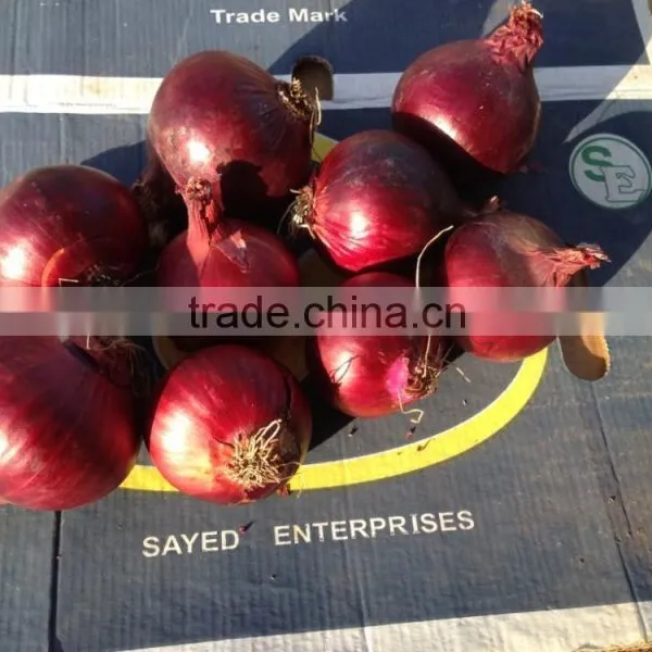 Fresh Onion From Egypt High Quality photo-4