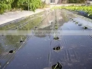 Agricultural Perforated Plastic Film Manufacturer photo-2