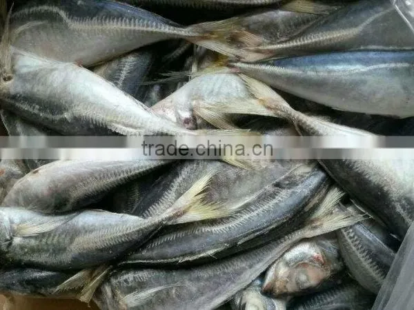 Frozen Horse Mackerel photo-4