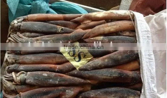 Below 150g Frozen Illex Argentinus Squid photo-2