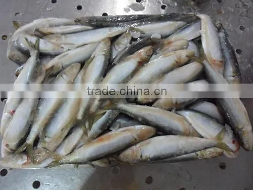 Good Quality Frozen Sardine Seafood Fish 85-90 Pcs photo-5