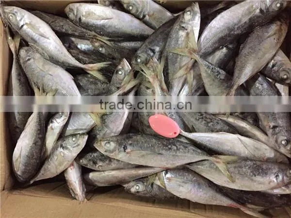 20 cm 25 cm Frozen Freeze Horse Mackerel photo-4