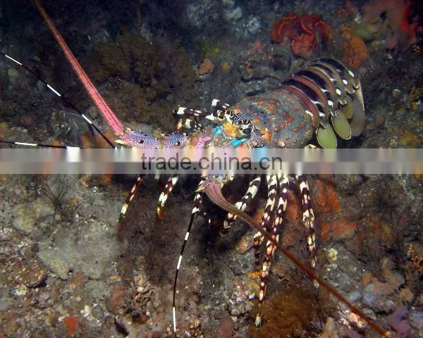 Live Lobster