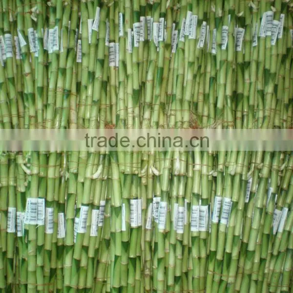DRACAENA SANDERIANA 10cm-80cm Straight Lucky Bamboo Bonsai Hot Sale in USA Market Indoor Ornamental Water Aquatic Plants photo-2