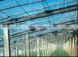 Polyethlene Greenhouse Film/greenhouse Film/ Agriculture Greenhouse 3 Layer Film/different Specification/function Film