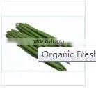 Organic Drumstick Vegetable photo-3
