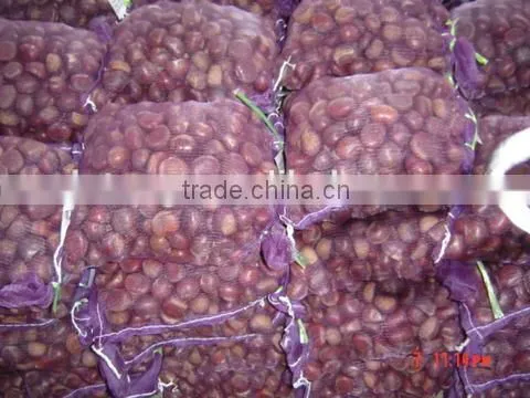 Bulk Fresh Chestnut for Sale photo-4