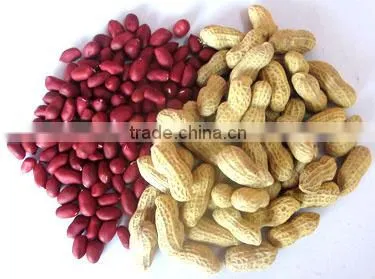 High Demand Export Products Chinese New Cop Roasted Red Skin Peanuts photo-2