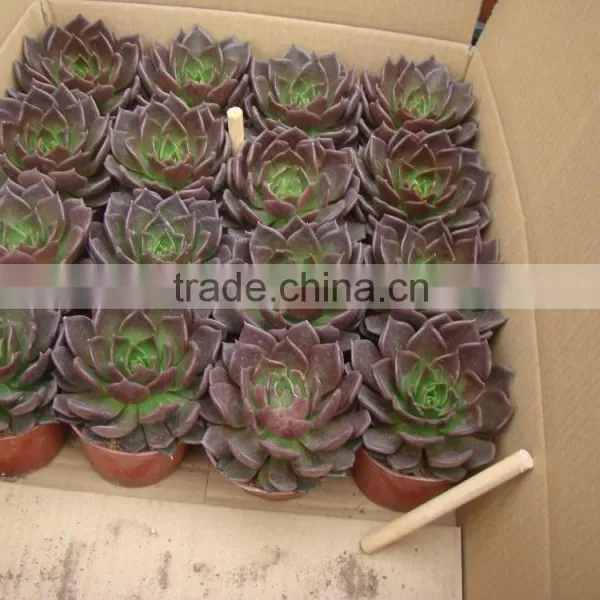 Succulent Plants photo-3