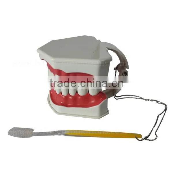 Handmade Plastic Dental Jaws Human Teeth Model photo-2