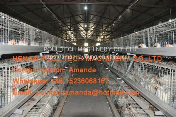 Thailand Poultry Farm A Type Battery Broiler Cage System & Hot Galvanized Cage With Automatic Manure Clean Machine for Farmer photo-3