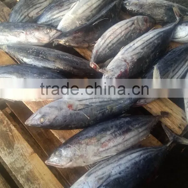 Brine Frozen Skip Jack Tuna Whole Round on Board photo-4