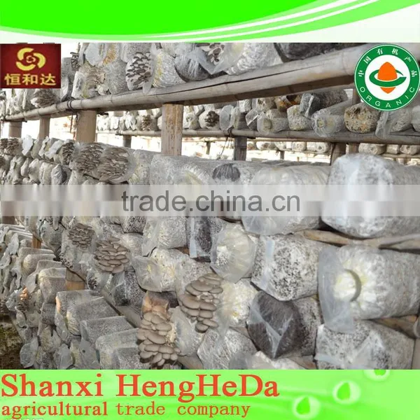 Best Selling Chinese Style Fresh Mushroom in Plastic Drums