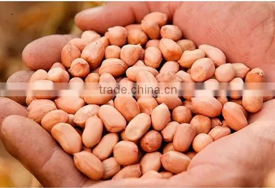 Roasted peanut shells baisha peanuts, peanut seeds