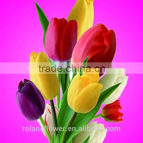 Best Selling Beautiful Fresh Cut Yellow Tulip Bulbs Flower for Exporting photo-2