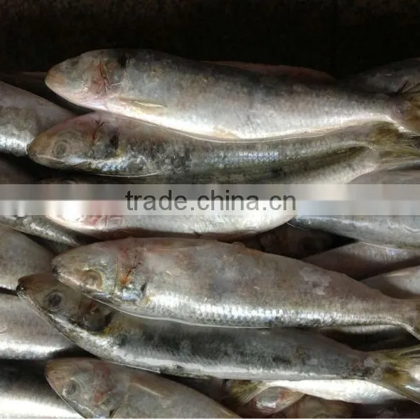 Whole Round Fresh Sardine Frozen Fish 8-10pcs/kg for Market photo-2