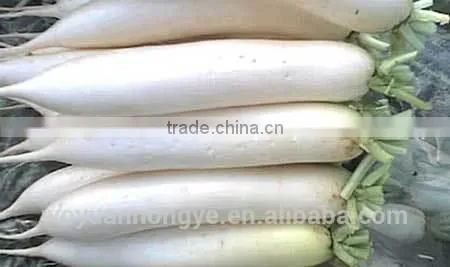 Fresh Radish