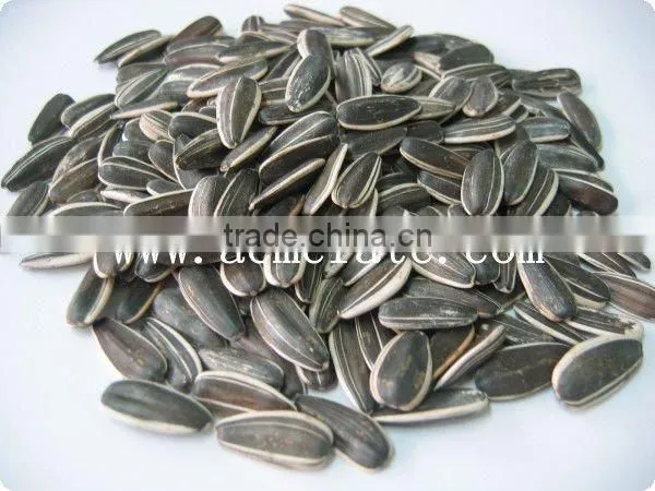 Hot Sale 5009 Big Size Sunflower Seeds photo-3