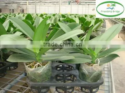 3.5 Inch Pot Orchid Phalaenopsis Tissue Seedlings photo-3