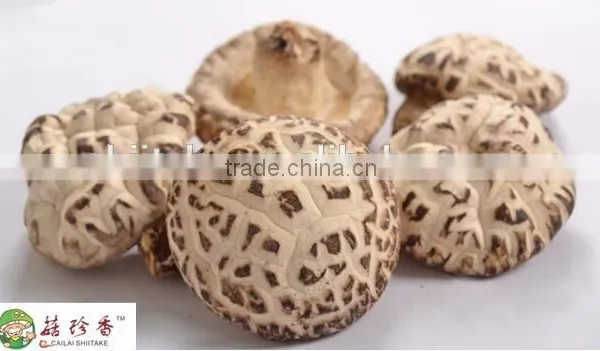 Organic Shitake Mushrooms for Fresh Shiitake Mushroom With High Quaiity photo-2