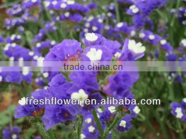 High Grade Fresh Cut Myosotis Sylvatica Flowers photo-3