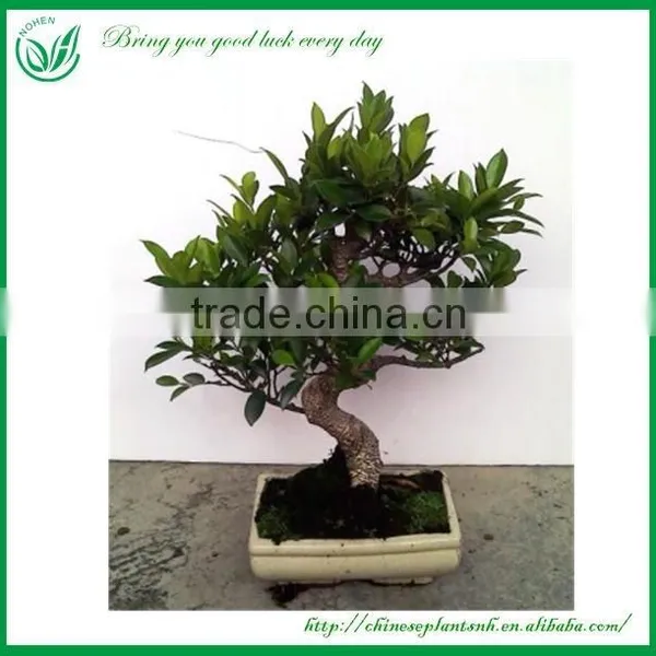 Ficus Mini Bonsai photo-5